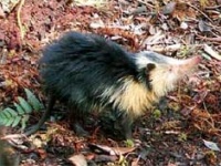 絶滅したと考えられていた唾液に毒を持つ哺乳類「キューバソレノドン」の捕獲に成功（日本人科学者ら）