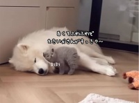 白くて大きくてもふもふなサモエド犬が子猫に大人気