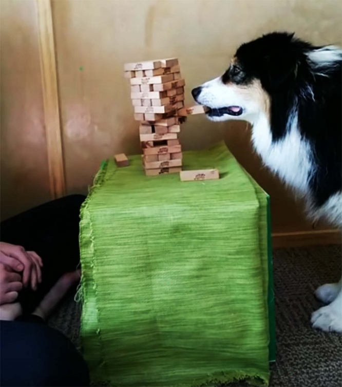 jenga-dog
