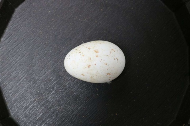 シンクの中に巣を作ったペアから産まれた卵(写真は掛川花鳥園提供)