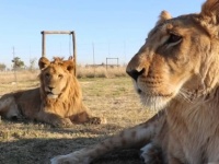 飼いきれないと捨てられた6頭のライオン、飛行機で保護区に空輸され第二のライオン生を歩むことに