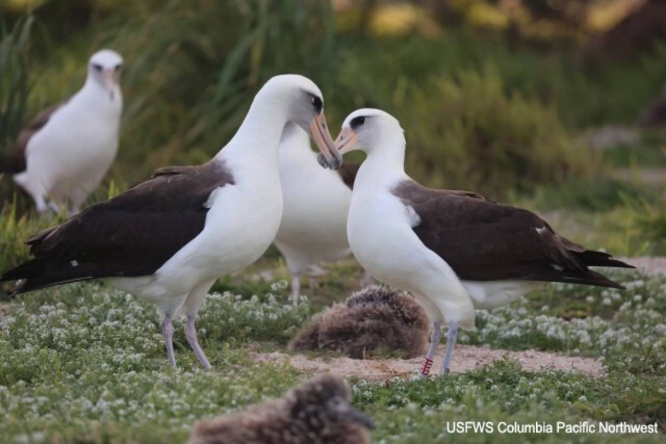 うれしいニュース。世界最高年齢の野鳥、73歳のコアホウドリが再び恋のお相手を探し始める