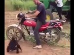 チンパンジーだってバイクに乗りたい！　必死に頼みこむ姿がキュートすぎる