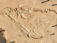 クジラの骨が大量に眠る、世界5つのクジラの墓場