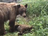 車にはねられ命を落とした我が子のそばで、悲しみの鳴き声をあげる母グマの姿