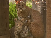 玄関開けたらボブキャット。自宅の玄関前でオオヤマネコの家族が鎮座していた件（アメリカ）