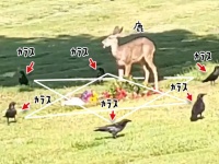 これどんな儀式？墓地で6羽のカラスが魔法陣を組み、鹿を取り囲んでいる件