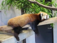 あーーーーー暑い―！