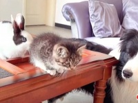 おうちに子猫がやって来た！犬とウサギと猫のいる、ハッピー過ぎる光景を堪能しよう