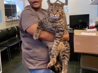 ヤマネコではありません。メインクーンでもありません。体重約12キロの巨大猫の姿にネットがどよめく（アメリカ）