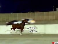 乗馬クラブから逃げ出した馬が高速道路を華麗に疾走し、ドライバーびっくり