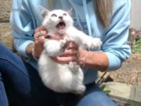 Hope For Paws～新居の裏庭に猫が？暴れ回る子猫たちの身柄を無事に保護