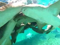 サメ団子というよりサメの壁？ベリーズの海でコモリザメといっしょに泳ぐとこうなる件