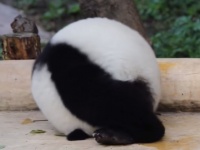 かまってもらいたいパンダ、丸くなって転がるの術を覚える