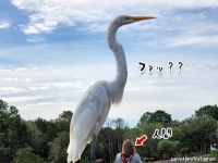 きょきょきょ、巨大シラサギ！？ジュラシックパーク化した一枚の写真