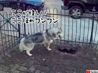 ココ、ニオウ。ハスキー犬が穴を掘り続け危険なガス漏れを発見し、近隣住民を救う