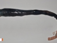 巨大なオバケのような貝がフィリピンで捕獲される！