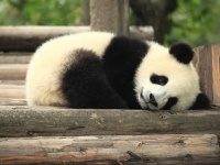 普通パンダといえばこういうイメージ（George Luさん撮影、Flickrより）