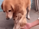 「ウチの娘に触るんじゃない！」過保護すぎるお父さん犬のリアクションが面白い