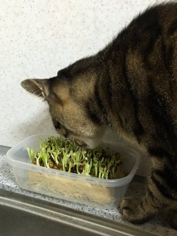 田中/里親募集中（＠Ryousuke_tanaka）さんのツイート