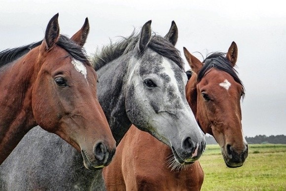 horses-1414889_640_e