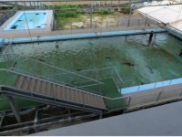 「おい！プールにサメがいるぞ！」←映画ではなく現実です　危なくないの？水族館に聞いた