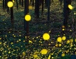 森の中で乱舞するホタルが生んだ〝黄金の絨毯〟 まるでファンタジー映画な風景に反響