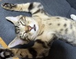 引っ越し後、新居にビビる子猫を心配してたけど...　2日目に見せた〝意外すぎる姿〟に1.2万人ズッコケ