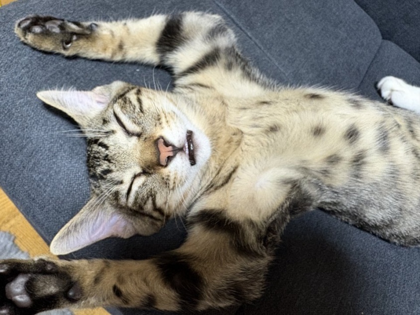 引っ越し後、新居にビビる子猫を心配してたけど...　2日目に見せた〝意外すぎる姿〟に1.2万人ズッコケ