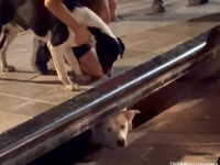 友達を助けて！下水道の溝に落ちた犬を救うため人間に助けを求めた犬