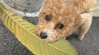 散歩中の愛犬が「近所のおばあちゃんに褒められてた」　その理由は...7.2万人も賞賛「私も褒めちぎりたい」