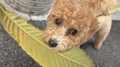 散歩中の愛犬が「近所のおばあちゃんに褒められてた」　その理由は...7.2万人も賞賛「私も褒めちぎりたい」
