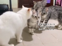 喧嘩仲裁のプロフェッショナルな猫、自分のお尻のニオイを嗅がせて落ち着かせる作戦