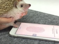 iPhoneの指紋認証、ハリネズミの手でも登録できることが判明www
