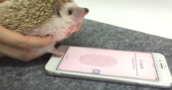 iPhoneの指紋認証、ハリネズミの手でも登録できることが判明www