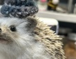 「えっ！ペットじゃないの？」　かわいいハリネズミの〝正体〟は...ネット驚がくの真相