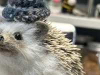 「えっ！ペットじゃないの？」　かわいいハリネズミの〝正体〟は...ネット驚がくの真相