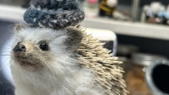 「えっ！ペットじゃないの？」　かわいいハリネズミの〝正体〟は...ネット驚がくの真相