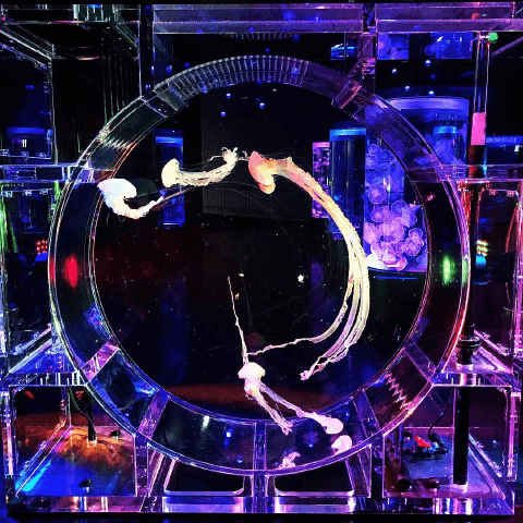 ストレス発散は水族館で！　オヒトリサマでも楽しめる東京の水族館#2