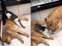 そこはやめとけ。ゴールデンレトリバーの上に乗る猫を引きずりおろしてから自らの懐に入れるゴールデンレトリバー