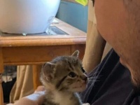 「子猫にアズーラと名付けようと思う」ヒゲメン、小さな猫と出会いその記念の瞬間を撮影