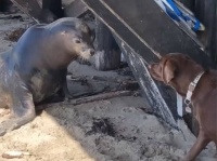 海の近くに住む犬に会うために毎日にやってきた野生のアシカ。2年続いた異種の友情物語