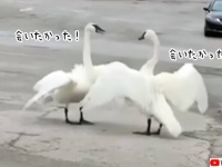 白鳥夫婦の愛情にグっとくる。怪我の治療を受けていた夫が妻と再会する瞬間がラブ・ロマンチック！