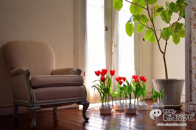 winter tulip_10