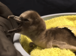 見ているだけで癒される…オレゴン動物園に誕生した色々な動物の赤ちゃんをご紹介！