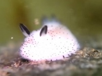かわいすぎかよ！ゴマフビロードウミウシが想像以上にウサかわいかった