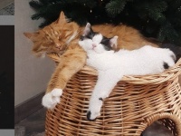 散歩中に出会ったぼっちの子猫、保護したところ飼い猫と離れられない仲となり家族の一員となる（ウクライナ）
