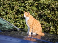 日産自動車、「#猫バンバン プロジェクト」始動