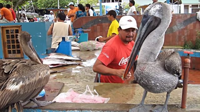 fishmarket6