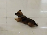 飼い主がコロナで亡くなったことを知らずに、病院で3か月待ち続けた犬（中国）